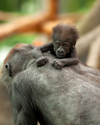 ZOO Antwerpen